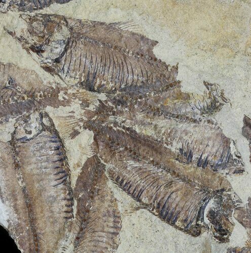 Fossil Fish (Gosiutichthys) Mortality Plate - Lake Gosiute #63967